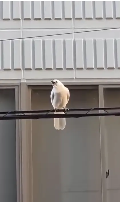 日本京都動物園附近現罕見白色烏鴉（白いカラス），係3萬分之一的部分白化突變種，園方分享影片吸引300萬人朝聖。（來源：kyotoshidoubutsuen@IG）