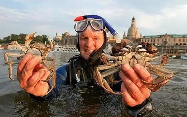 到了德國的河道里，大閘蟹簡直如入無人之境。（來源：網絡）