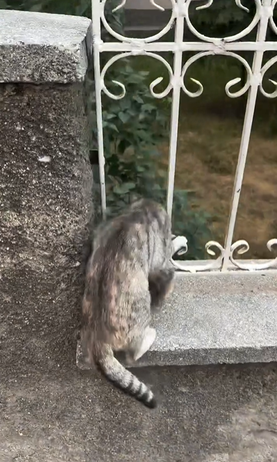 流浪貓媽媽開心地帶著幼崽回家啦～（來源：sungurlupetveteriner@IG）