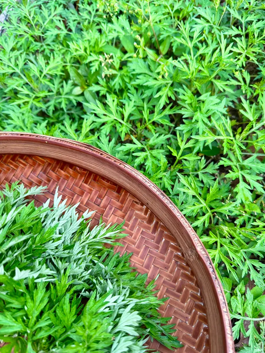艾草不僅能讓青團色澤翠綠，更有溫和驅寒、理氣暖身的效用，搭配軟糯米麵，口感溫潤不傷胃。（示意圖來源：小紅書網友）