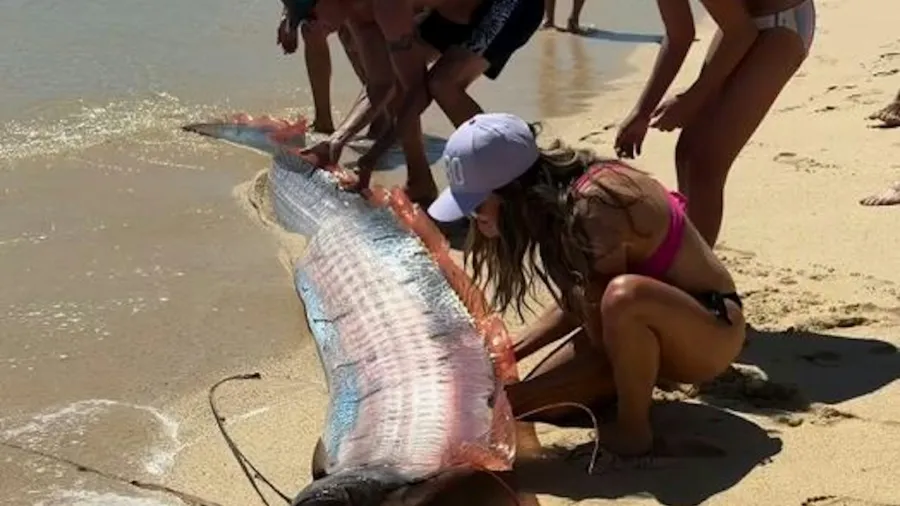 墨西哥海灘現9米「末日魚」，民眾哀嚎：世界末日要來了？！的封面圖片