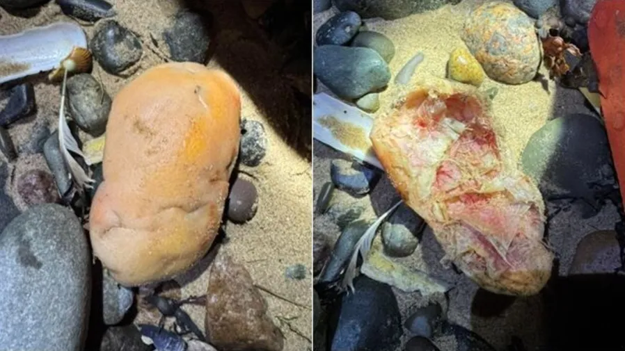 海邊驚見「人類膝蓋骨」！翻開肉色質地超驚悚，英海巡破荒謬真相的封面圖片