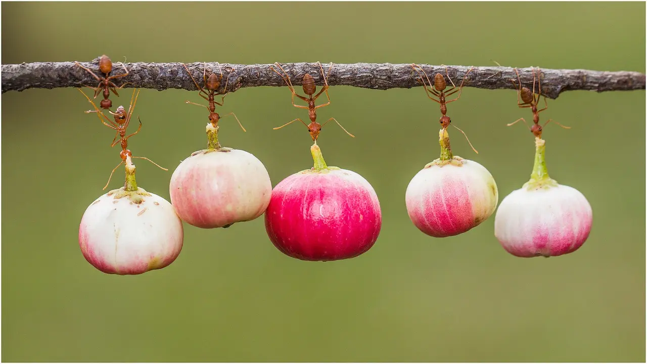 螞蟻體長通常只有幾毫米，體重不到1克，卻是自然界有名的「大力士」，能舉起超自身體重近百倍的東西，還擁有一身堅硬的「外骨骼鎧甲」。（示意圖來源：pixabay）