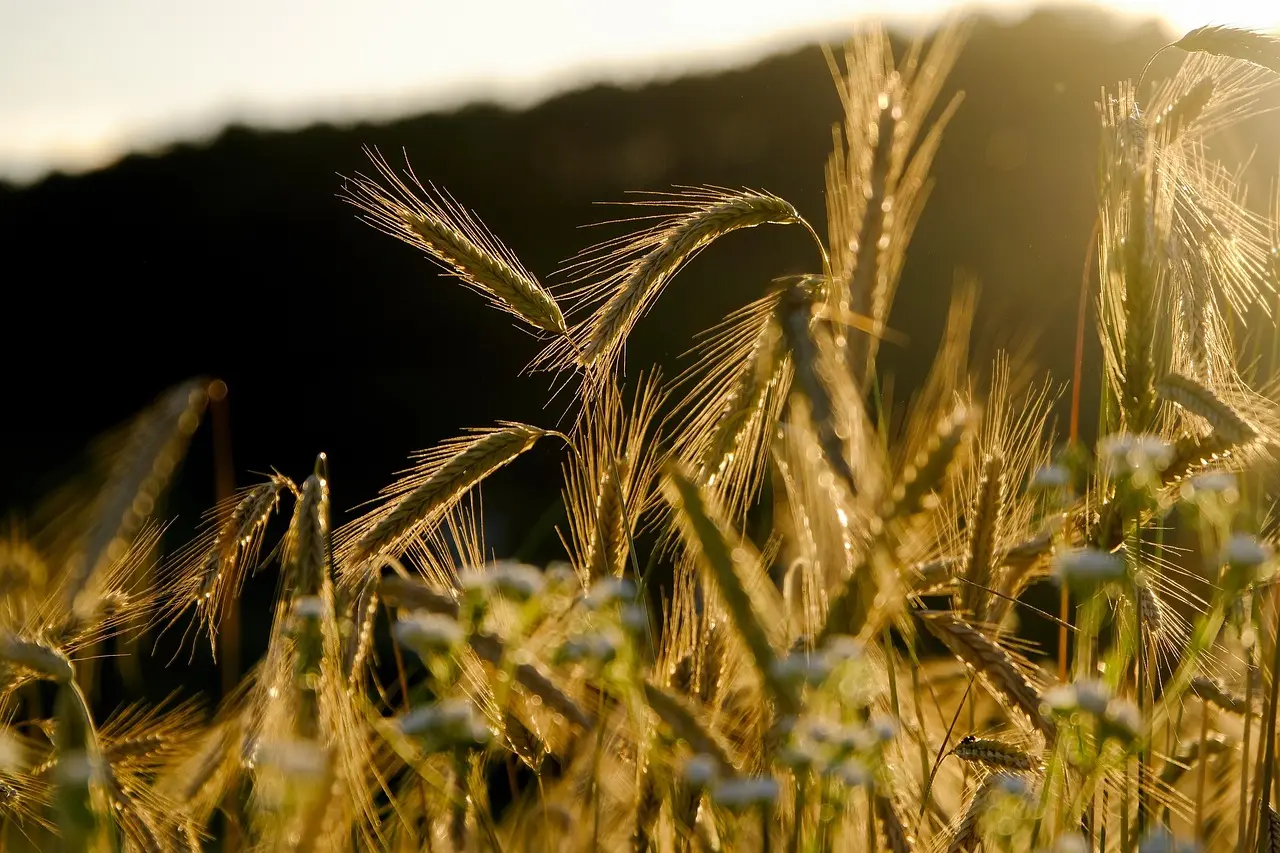 澳洲麥田遭超級雜草「Wimmera Ryegrass（維梅拉黑麥草）」入侵，年損 18 億澳元，小麥產量受脅。（示意圖來源：pixabay）