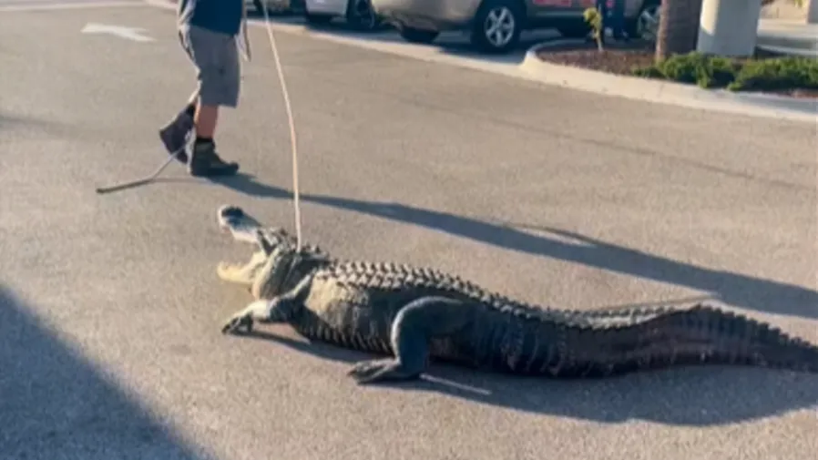 美國佛州7-11驚現3公尺巨鱷！是來買飲料還是「巡店」？的封面圖片