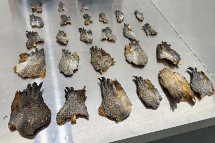 近日，中國廣東省深圳市皇崗海關在福田口岸截獲一名未申報女子，從其小拖車中查獲 1.7 千克暹羅鱷掌。（來源：深圳海關）