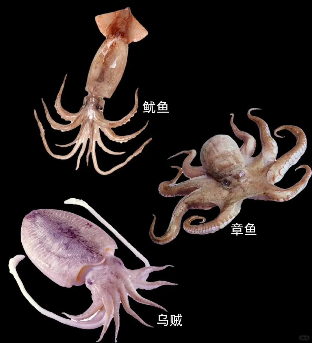 在海鮮攤前駐足，或是在菜單上掃視，很多人都會被章魚、魷魚、烏賊搞得暈頭轉向。（示意圖來源：小紅書網友）