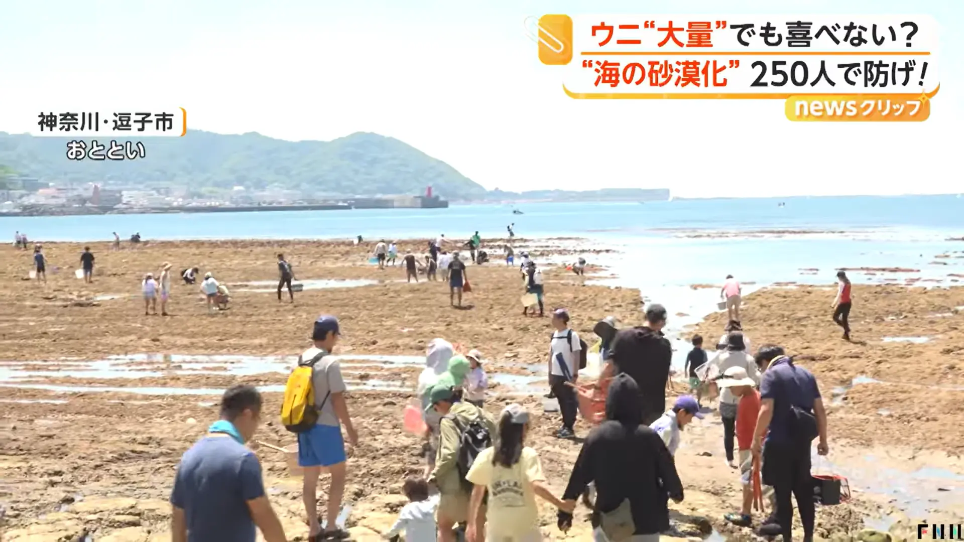 日本神奈川縣逗子市海域爆發磯燒現象（rocky-shore denudation），紫海膽大肆吞食海藻造成海洋沙漠化，當地號召兩百五十名民眾合力清理海膽，收穫海膽無法食用，最終製作為農用肥料。（來源：FNNプライムオンライン@YouTube）