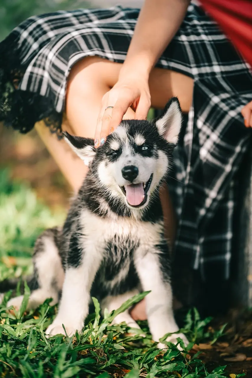 美國女子賀伯森痛失愛犬派奇，因即將移居杜拜，突發奇想將愛犬骨灰混入紋繡墨水紋入眼線。暖心舉動引發熱議，同時也讓大眾關注骨灰刺青的衛生安全爭議。（示意圖來源：pixabay）