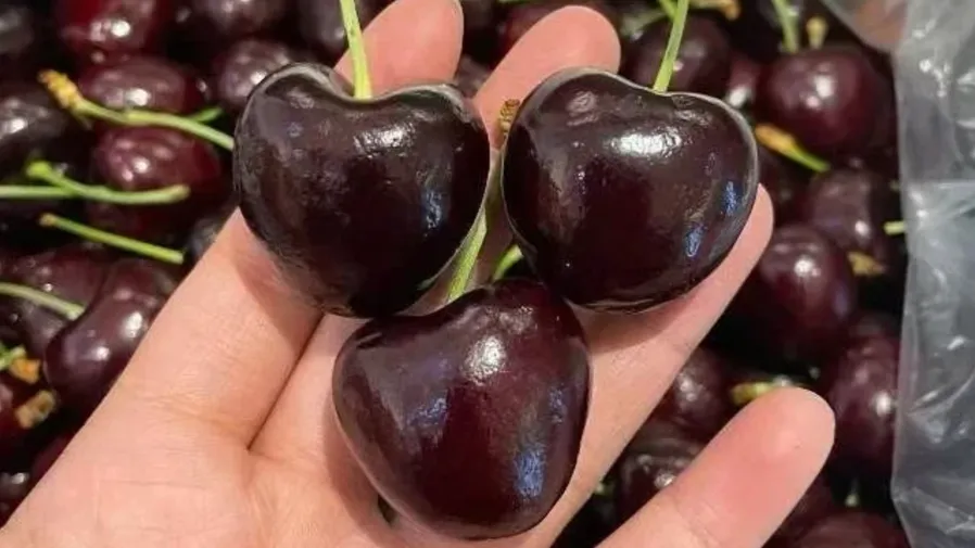 車厘子紅到發黑不是瑕疵！花青素含量是草莓的50倍，營養超逆天的封面圖片