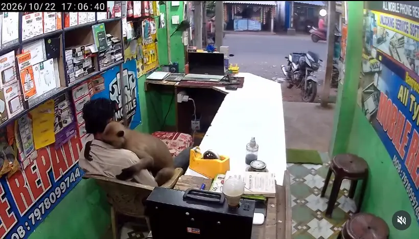 印度奧迪沙邦（Odisha）一間手機維修店闖入野生猴子，老闆嚇得定格不敢動，旁人趕緊退避，沒想到猴子沒有搶奪物品，反倒上前抱住老闆撒嬌討抱，影片曝光後吸引超過67萬人按讚。（來源：gilhare7828@IG）