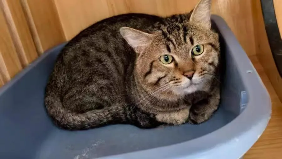 法拍界頂流來了?一隻貓咪引 25 萬人圍觀的封面圖片