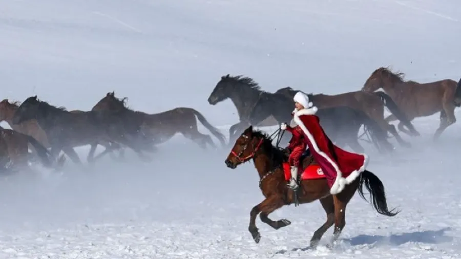 「身披紅斗篷策馬雪原」賀嬌龍工作墜馬 官方辟離世謠言：正在搶救的封面圖片