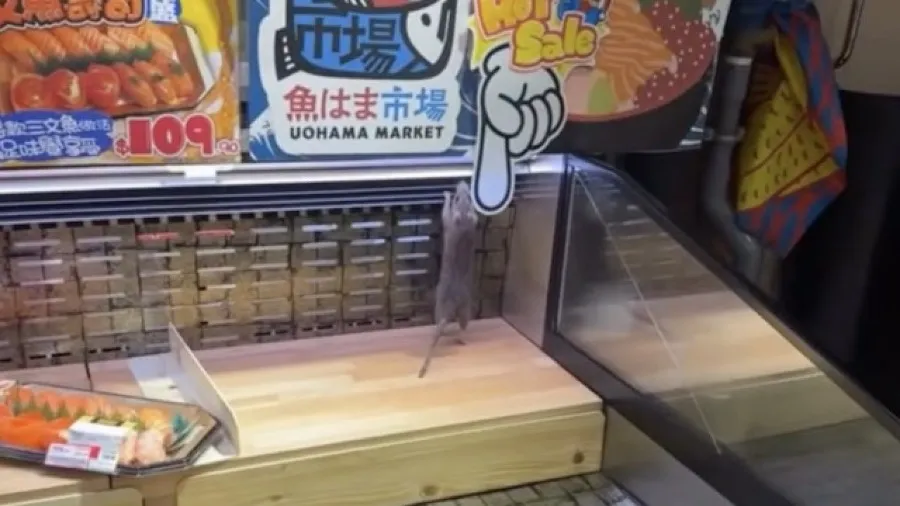 屯門 DONKI 壽司櫃驚現碩鼠 網民拍片直擊驚嚇時刻的封面圖片