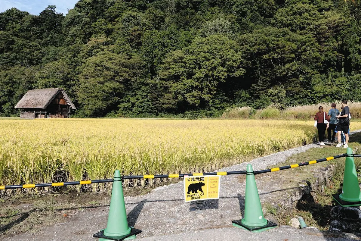 民眾已陷入恐慌,秋田當地人外出必帶手電筒與熊鈴自保,宮城縣大崎市居民更不敢讓孩子單獨在庭院活動 —— 該地上周六曾有熊隻在飼主面前叼走柴犬,僅留下項圈與狗繩。(圖:網絡翻攝)