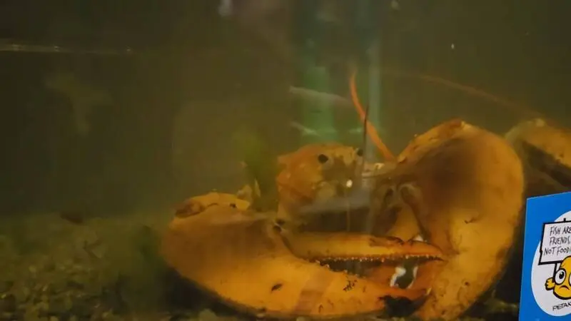 美國紐約超市現 3000 萬分之一橘色龍蝦，市民布蘭卡托（Kyle Brancato）買下救助，經「人道長島」確認為基因奇蹟，取名後於「國家龍蝦日」前夕放歸大海。（視頻截圖來源：@FB）