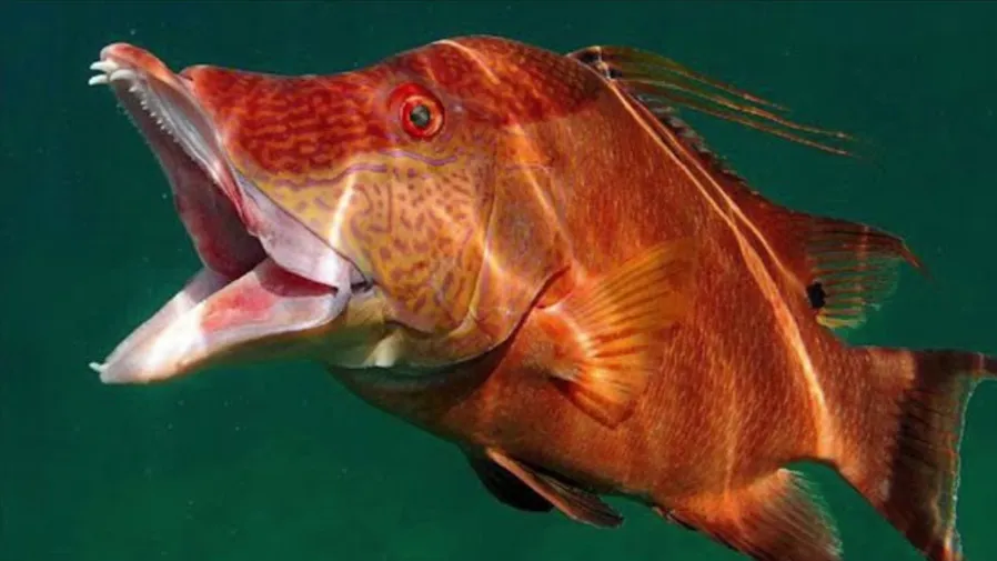 這條長棘毛唇隆頭魚竟靠皮膚 “窺探” 世界?!的封面圖片
