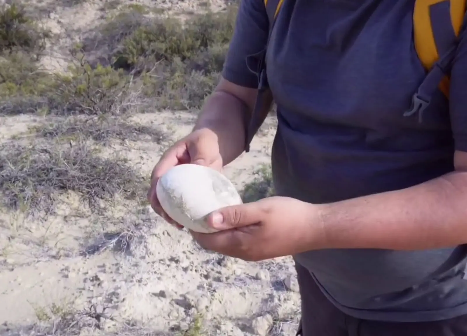 經團隊判斷，這顆蛋來自「波納帕特掠龍屬（Bonapartenykus）」。（來源：paleocueva.lacev@IG）