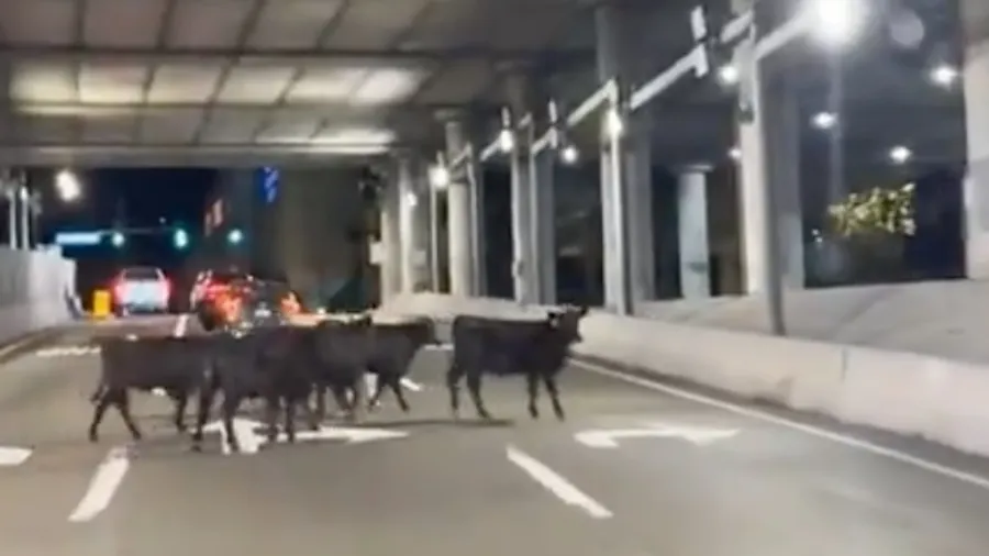 午夜驚險！美國半掛車衝出高架墜落，數十頭牛受驚滿城亂竄的封面圖片