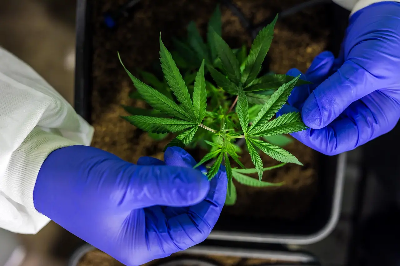 日本警察當街賣大麻，交易對象竟是自己人？（示意圖來源：pixabay）