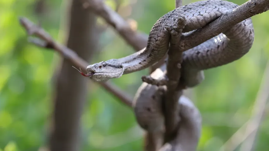 同是「蛇鼠一窩」，為何老鼠只敢在冬天對蛇下手？的封面圖片