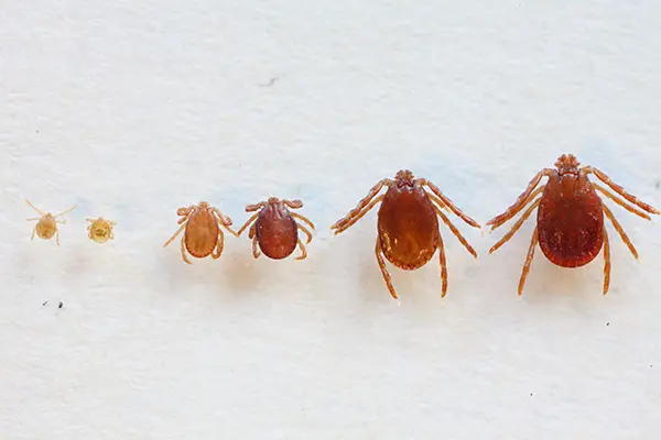 雙鉤蜱的幼蟲、若蟲、成蟲（從左側開始各兩隻）。（來源：一般財団法人日本環境衛生センター）