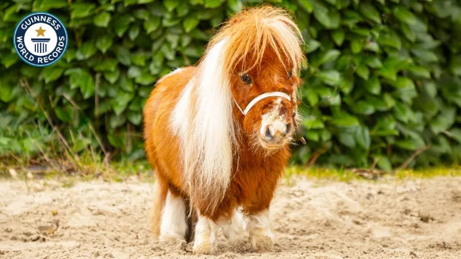 全球最矮雄馬「噗姆可」52.6公分萌度爆表，溫柔療愈無數人的封面圖片