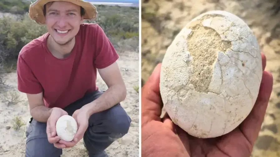 南美洲首次發現完整肉食恐龍蛋,7000萬年來它竟沒碎!的封面圖片