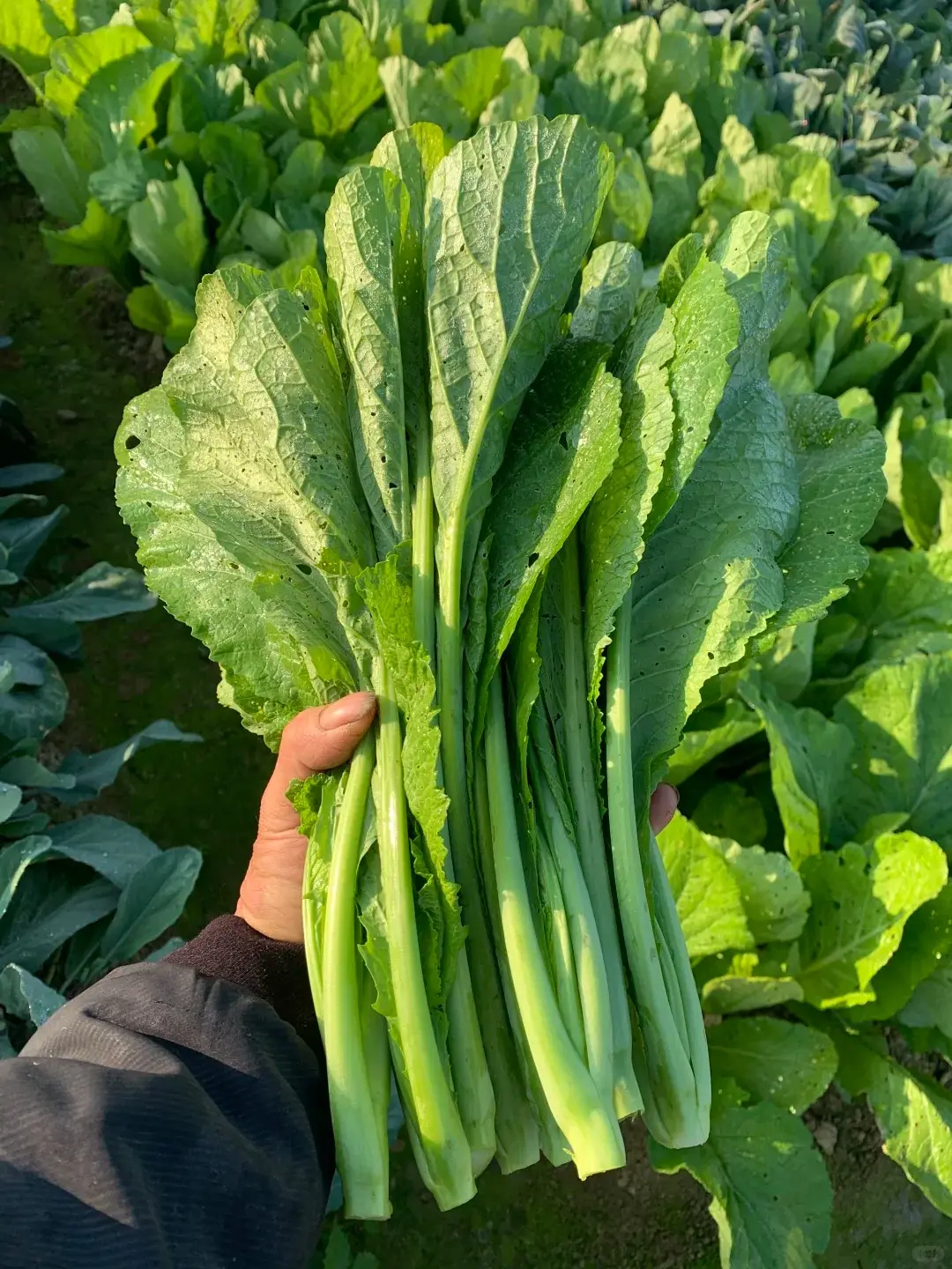 立春一到，天氣慢慢轉暖，中國民間向來有「咬春」的習俗，這時候的菠菜、香椿、春筍等時令蔬菜最是鮮美，不少人都會特意買回家嘗鮮。 （示意圖來源：小紅書網友）