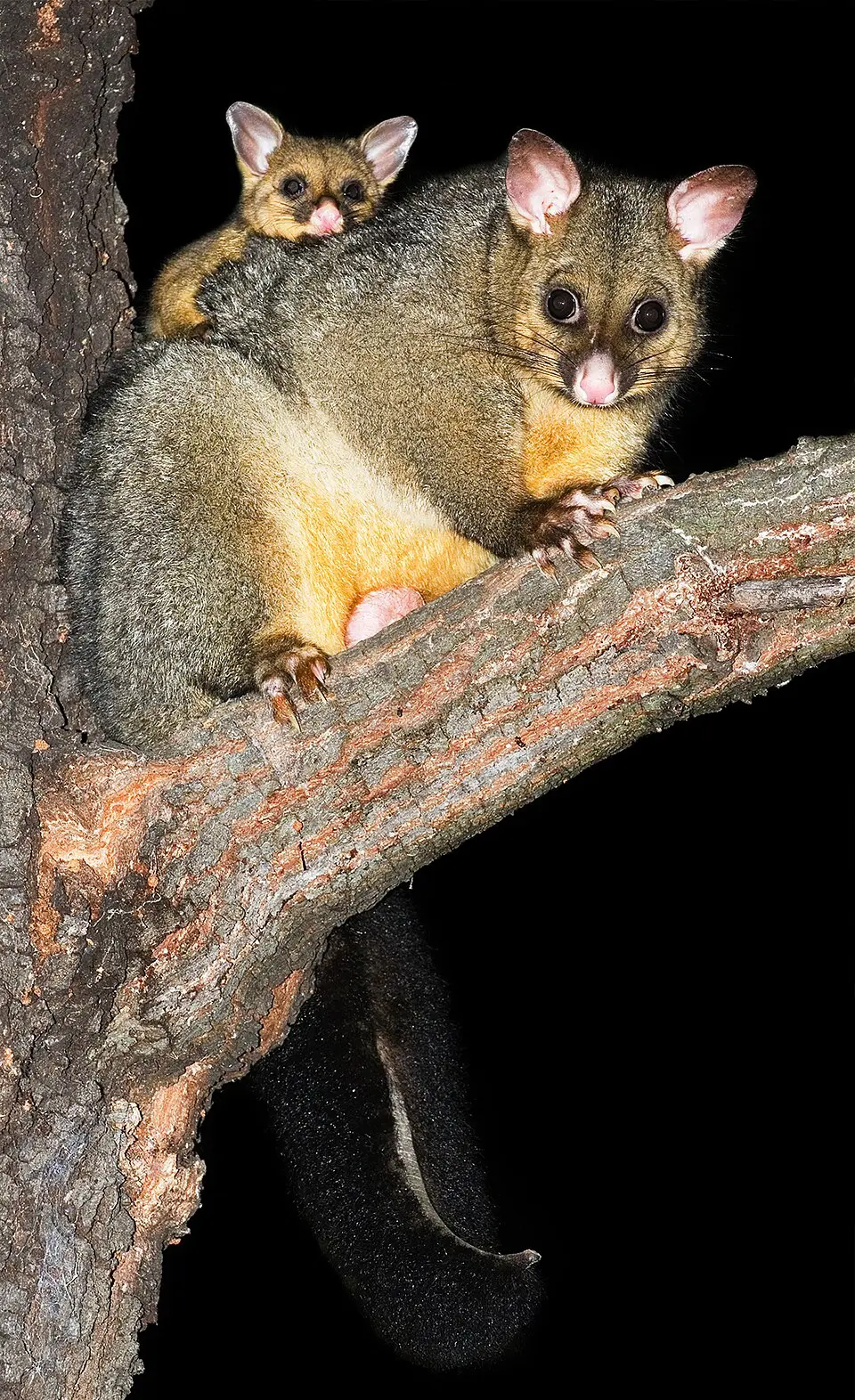 帚尾負鼠（brushtail possum）（來源：wikipedia）