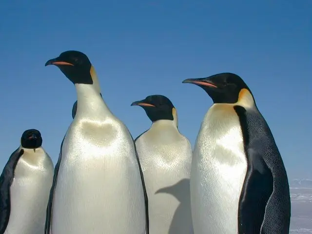 受氣候變遷影響，南極海冰加速消融，皇帝企鵝（emperor penguin）生存面臨嚴重威脅，國際自然保育聯盟（國際自然保育聯盟）將其從「近危」改列「瀕危」，警示全球正視生態危機。（來源：wikipedia）