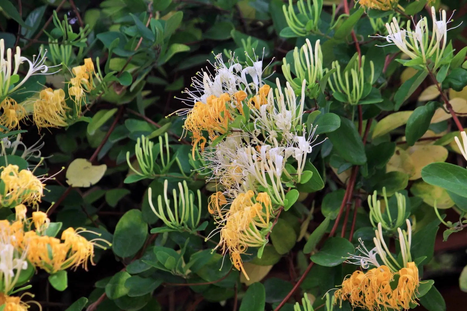有網民在社交平台發文質疑，指園內金銀花與步道有明顯緩衝，接觸風險極低，批評港媽價值觀有問題，更直言「要時刻警惕自己做個價值觀正常嘅媽媽」。(圖：網絡翻攝)