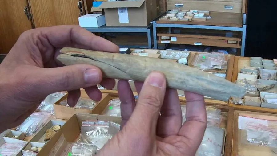 比利時洞穴挖出「食人證據」，尼安德塔人連兒童都不放過？的封面圖片