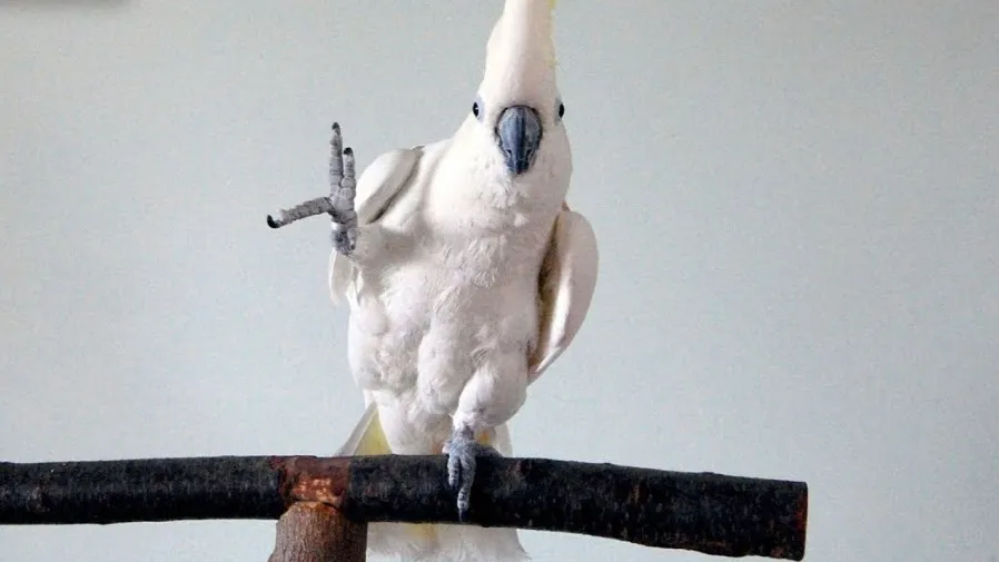 鸚鵡界的「舞王」誕生!澳洲鳳頭鸚鵡30種舞步展現超萌魅力!的封面圖片