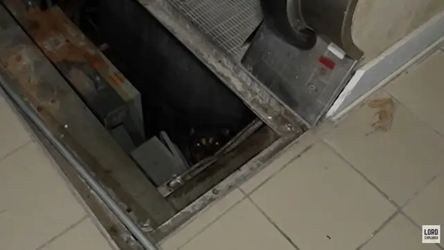 廢棄商場的詭異聲響竟是牠！探險隊意外收穫最可愛「戰利品」（來源： LordExplores@YouTube）