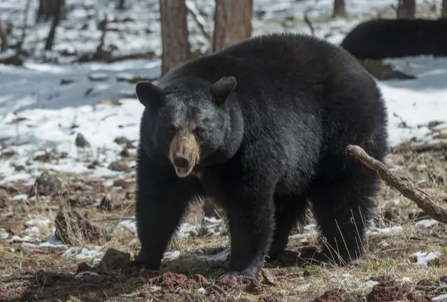 今年下雪仍有熊闖市襲人，因山毛櫸堅果歉收熊無食可覓。東北獵師剝開150公分巨熊毛皮，驚見其脂肪層僅4、5公分，營養不良難冬眠，背後是生態失衡的無奈與憂慮。（示意圖來源：網絡）