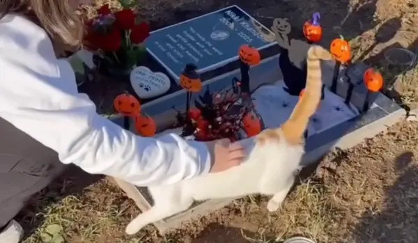 美國夫婦墓園悼毛孩竟遇「不速之客」，橘白小貓主動跳懷是緣分嗎？（來源：dontstopmeowing@IG）