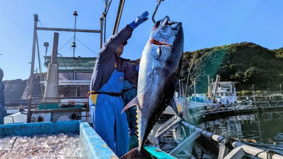 超豪華回禮！日本故鄉稅繳100萬，鹿兒島送40KG整尾黑鮪魚的封面圖片