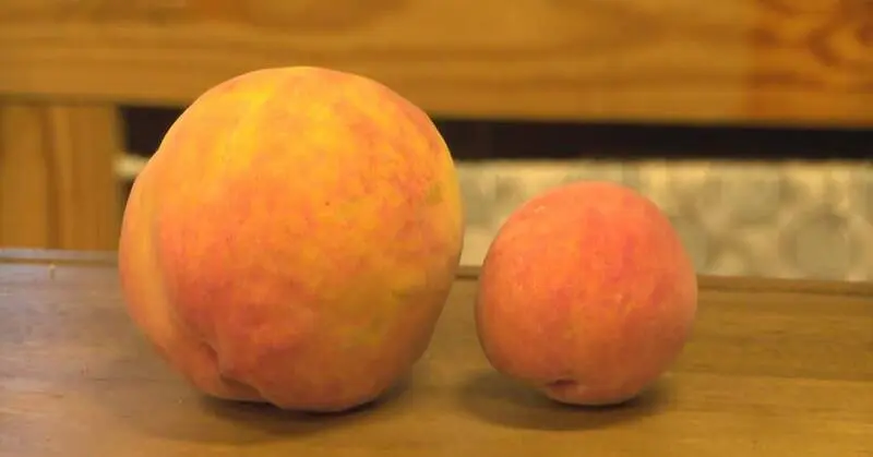 「世界最重水蜜桃」和普通的水蜜桃相比，大了整整兩三倍以上。（來源：chilespeachorchard@IG）