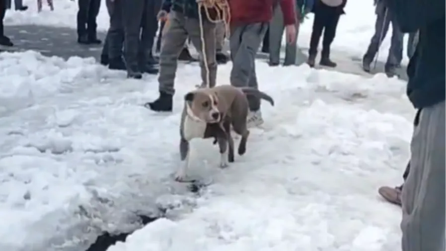 19歲網紅雪山凍亡，比特犬頂暴風雪守屍4天，不吃不喝等主人回家的封面圖片