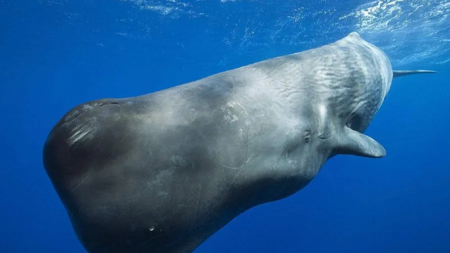 抹香鯨的額頭為何藏著萬斤油脂？兩大絕技加超值用途大公開的封面圖片