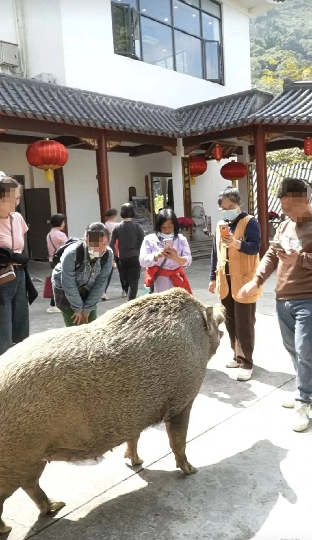 「豬五妹」在當地是網紅（網絡圖片）