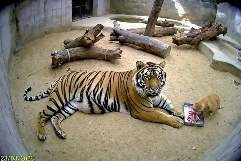 墨西哥查普特佩克動物園（Chapultepec Zoo）發生趣聞，一隻橘貓屢次潛入虎舍偷孟加拉虎的肉。飼養員封堵、設陷阱皆失敗，老虎從震驚到擺爛，任由橘貓就近享用美食。（來源：Chapultepec Zoo）