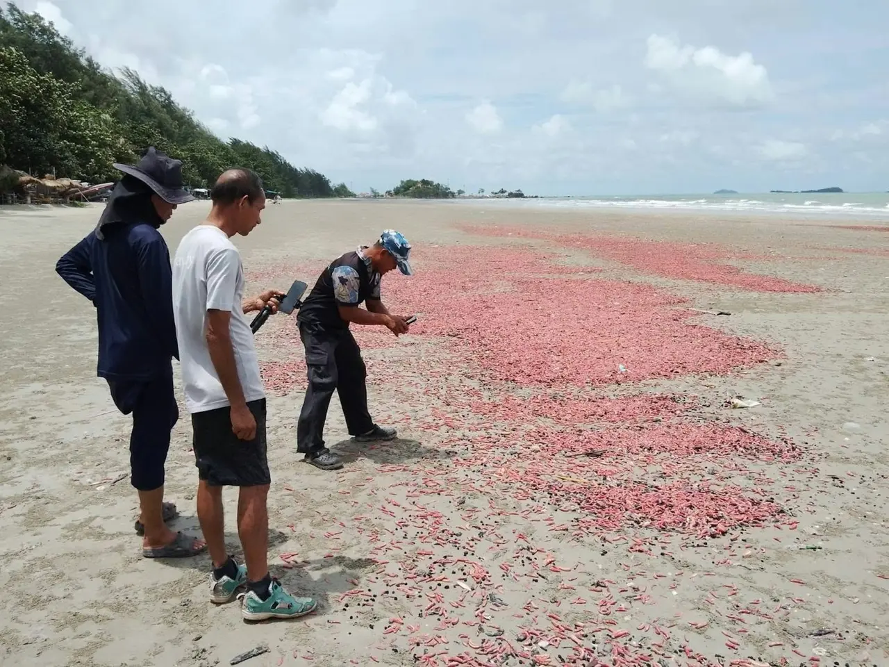泰國羅勇府Suan Son海灘驚現數千隻粉紅刺海參，綿延數百米沙岸，畫面震撼。官方證實為罕見自然擱淺現象，該生物帶有防禦毒素，呼籲民眾遠離、切勿觸摸。（來源：ปชส. จังหวัดภูเก็ต@FB）