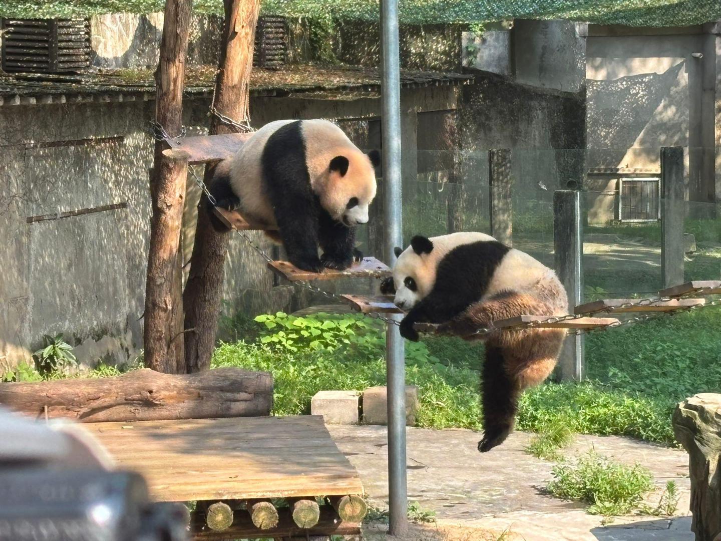 一對熊貓母女。王善勇攝