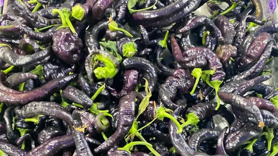 菜園裡長出紫色辣椒?這「茄椒」到底是茄子還是辣椒?的封面圖片