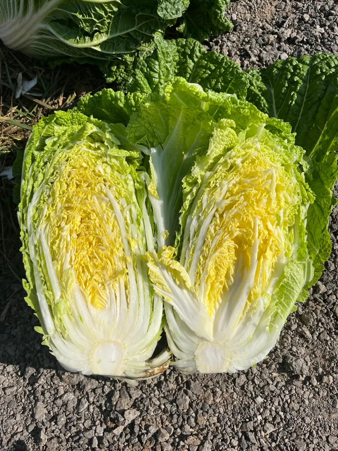 飲食控管是護腎關鍵，就連常出現在餐桌上的白菜，都可能成為腎功能不佳者的「隱形威脅」。（示意圖來源：小紅書網友）