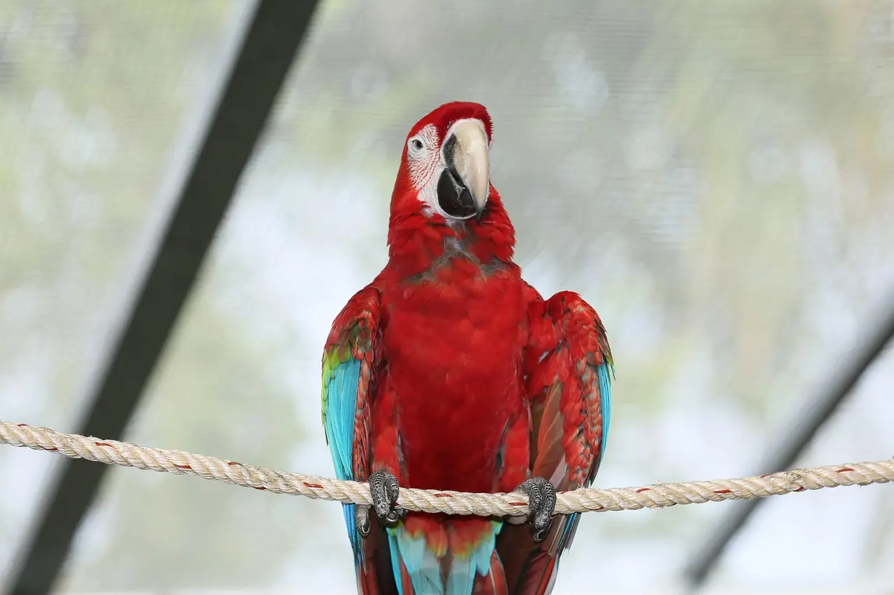 鳥類的身體結構也無意中強化了這種安全機制：它們的爪子雖有一層角質層，具備一定絕緣性，但並非完全絕緣，僅能輔助減少微小電流，並非主要保護因素。（示意圖來源：pixabay）