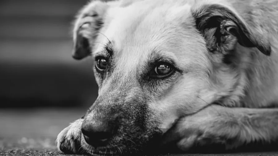 上帝創造即是食材！雅加達禁狗肉令讓食客崩潰：不該一刀切！的封面圖片
