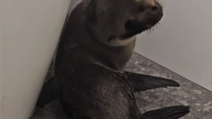 紐西蘭酒吧闖入不速之客？竟是搶吃鮭魚的小海豹！的封面圖片